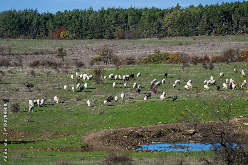 Fototapeta premium A large flock of sheep grazes peacefully across a gently hilly field