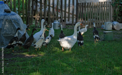 goose and ducks free range in country property yard