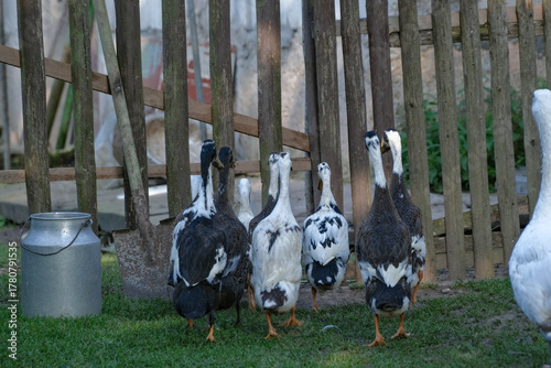 goose and ducks free range in country property yard