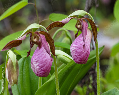 Pink lady's slipper