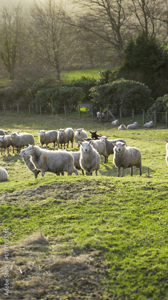 Obraz premium Lake District views