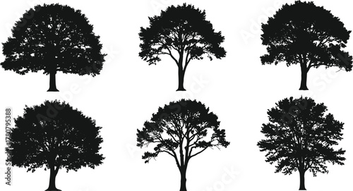 Silhouette of leafy trees collection, black and white forest vector illustration, natural landscape design, eco environment graphic, isolated nature artwork