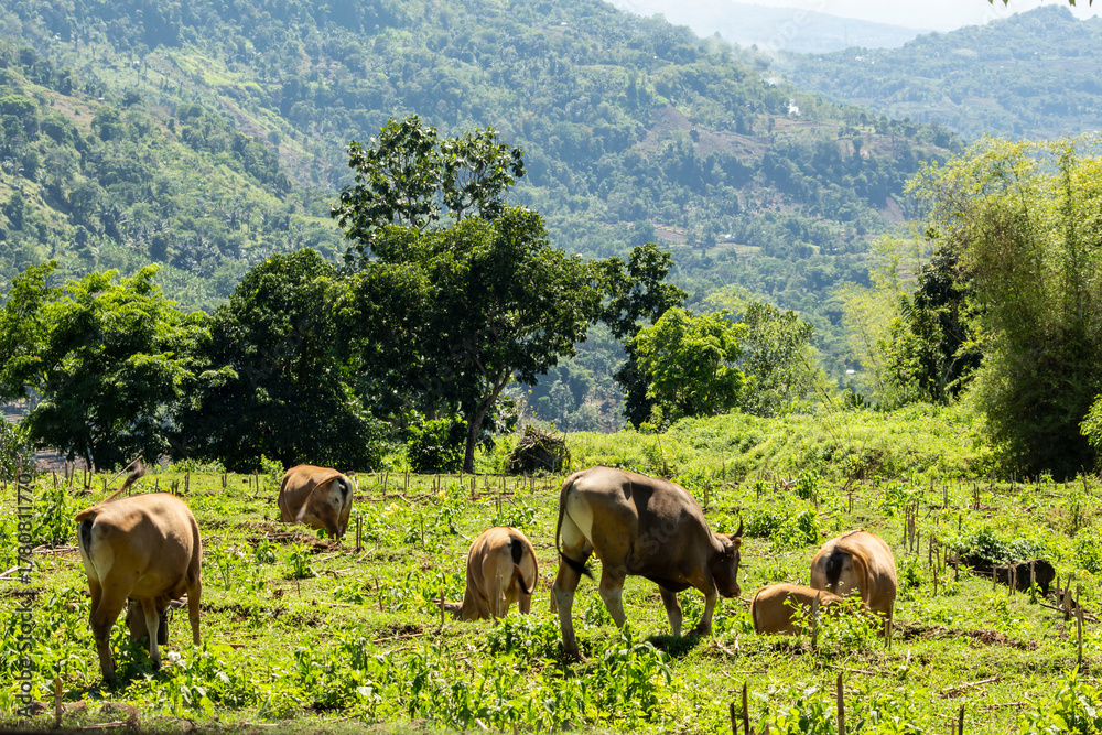 Obraz premium cows grazing in a field
