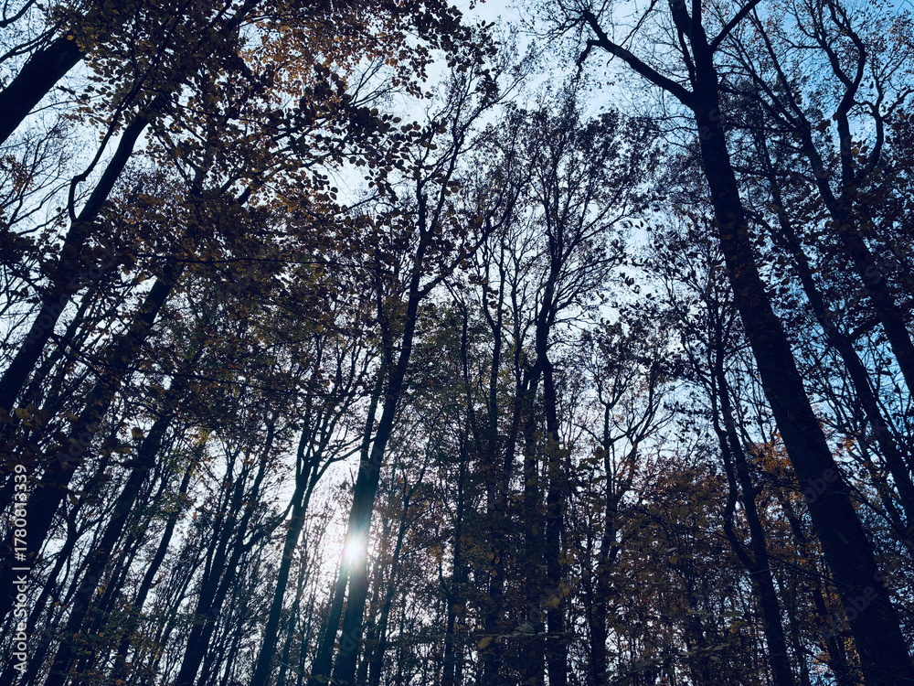 Fototapeta premium foret