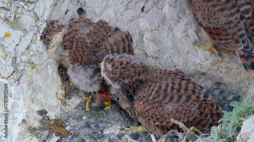 Common kestrel (Falco tinnunculus) chicks, birds feeding on prey in nest