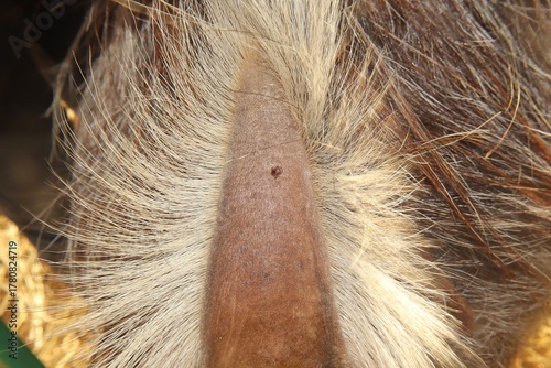 фотографія Unexpected tick attachment on a goat tail, highlighting how parasites infest unusual body areas