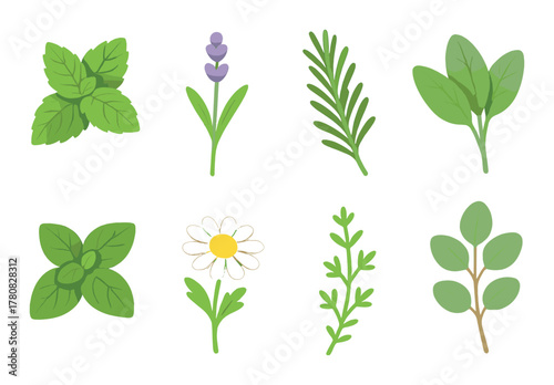 Collection of various leafy herbs and plants on a soft green background