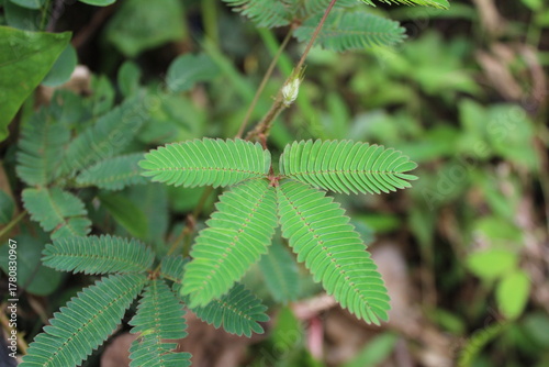 Fotografie leaves of Mimosa pudica also known sensitive plant,sleepy grass,sleepy plant,action plant, humble plant, touch-me-not, touch-and-die, or shameplant