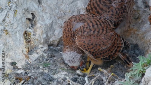 Common kestrel (Falco tinnunculus) chicks, birds feeding on prey in nest