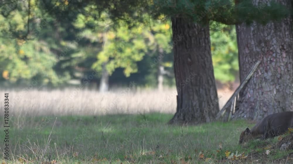 Indian muntjacs walking and eating grass on a plain. Muntiacus muntjak, Réserve zoologique de la Haute-Touche, Azay le Ferron, Indre 36, région Centre Val de Loire, France, European Union, Europe