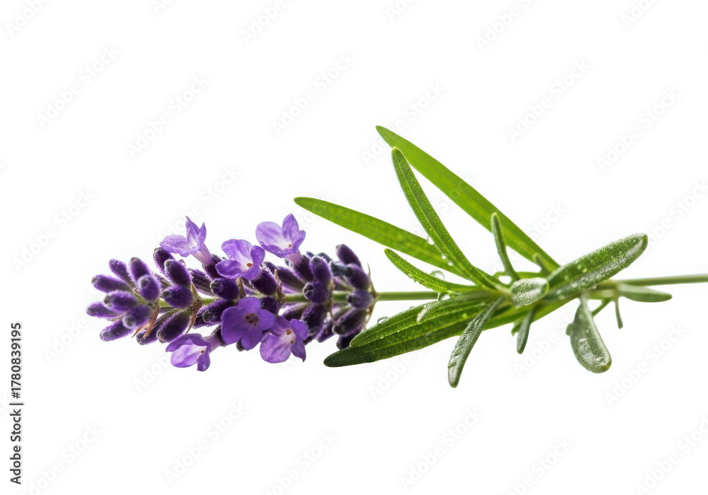 Naklejka premium Fresh lavender sprig with purple flowers and green leaves isolated