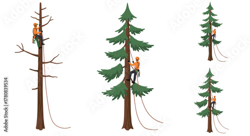 Tree climber pruning work with safety gear on evergreen trees