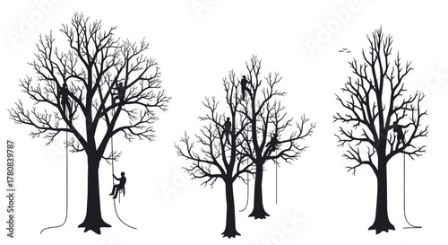 Silhouette of arborists climbing leafless trees for maintenance on white background