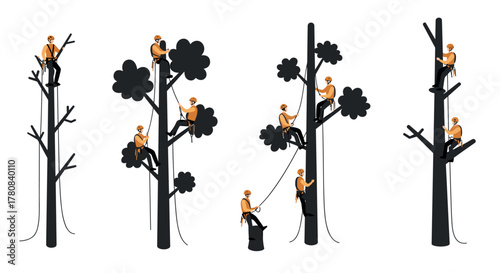 Arborists climbing trees silhouetted outdoor adventure and safety techniques