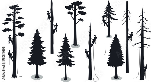 Tree feller silhouettes various climbers scaling tall forest trees in shadow