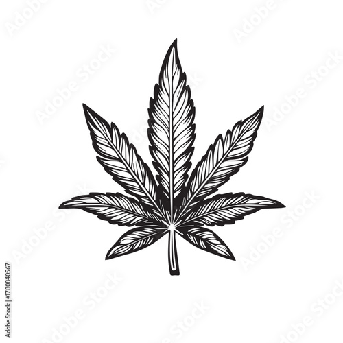 cannabis leaf vector