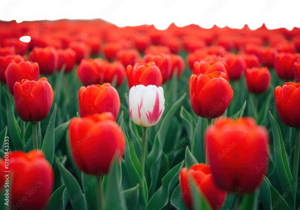 Obraz premium White tulip with red stripes stands out among vast red field.