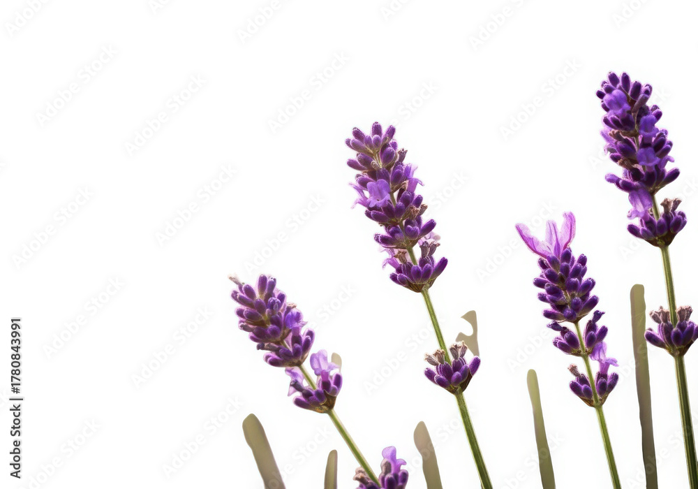 Obraz premium Vibrant purple lavender flowers isolated on a pure white background