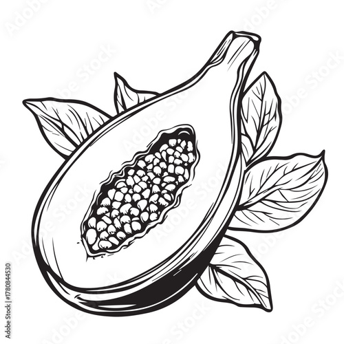 hand drawn illustration of papaya
