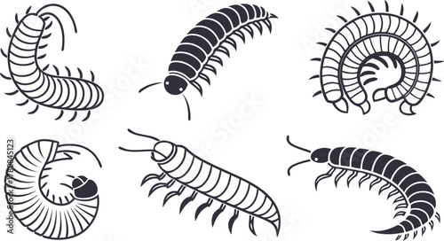 Detailed line art of millipedes showcasing anatomy and form, perfect for biology education, entomology studies, or natural history illustrations. Vector origin