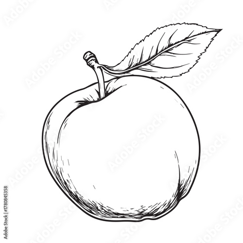 peach fruit vector illustration