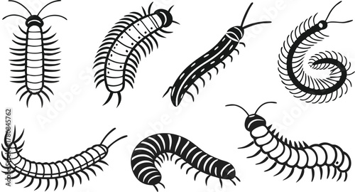 Detailed millipede insect collection showing multiple poses, creating a natural history study and nature exploration for scientific illustration