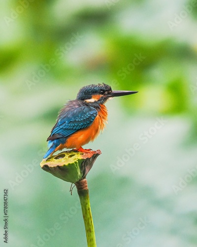 kingfisher on a branch
