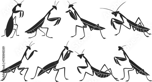Dynamic praying mantis silhouettes in various poses for scientific illustration or nature study, originally a vector perfect for scalable design use