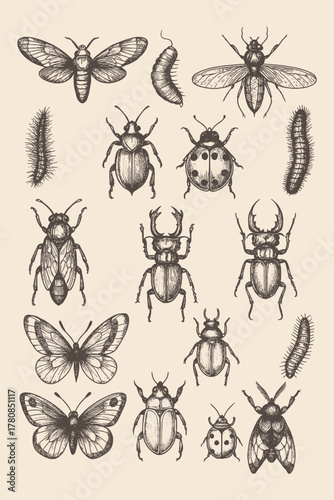 Set of hand-drawn insects and butterflies in detailed vintage style, ideal for educational illustrations, patterns, or entomology designs.