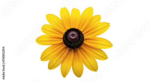 Radiant yellow black eyed susan flower bloom isolated digital creation