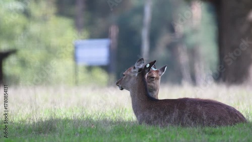 White-tailed deer hind lying with its young ruminating in a plain. Odocoileus virginianus, Réserve zoologique de la Haute-Touche, Azay le Ferron, Indre 36, région Centre Val de Loire, France, Europe