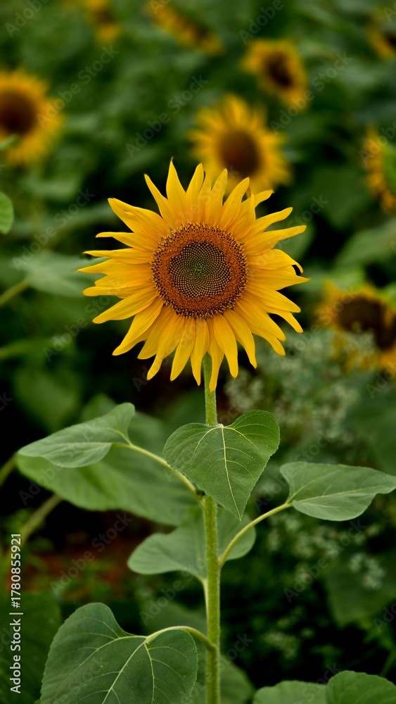 Obraz premium Sunflower