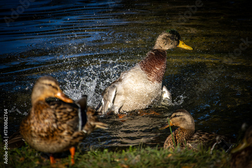 Photography mallards in the river with one causing a lot of commotion