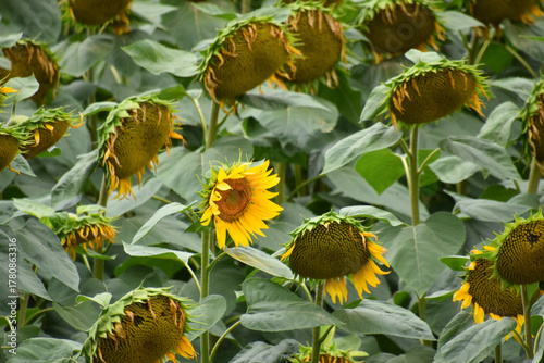 A sunflower field in the autumn, La Pocatière, Québec, Canada