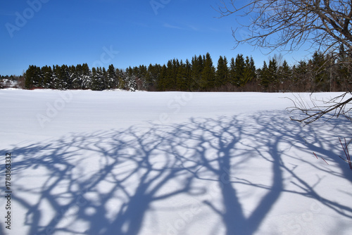 A forest in winter, Sainte-Apolline, Québec, Canada
