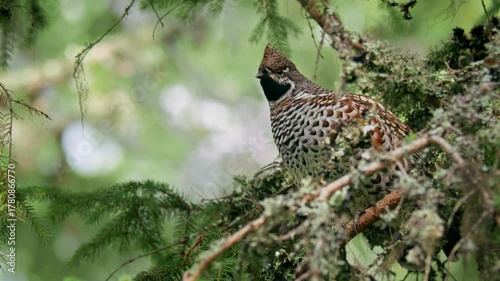 Hazel grouse (Tetrastes bonasia), camouflaged bird in forest