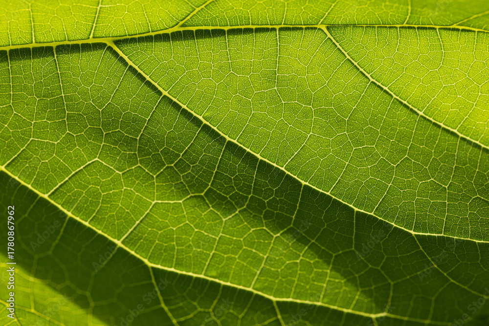 Fototapeta premium Close-up macro green leaf texture,Green leaf texture reflecting sunlight close up macr,green macro leaf,Green leaves background. Leaf texture,background texture green leaf structure macro photography.
