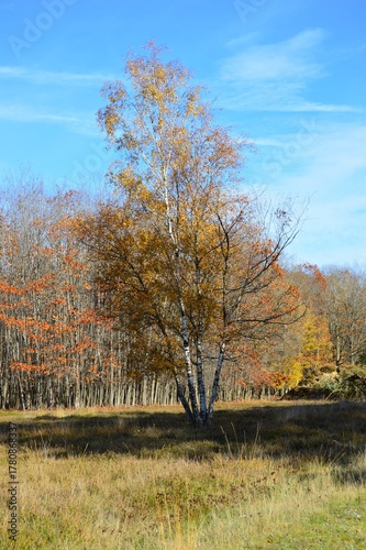 Birke im Herbstkleid