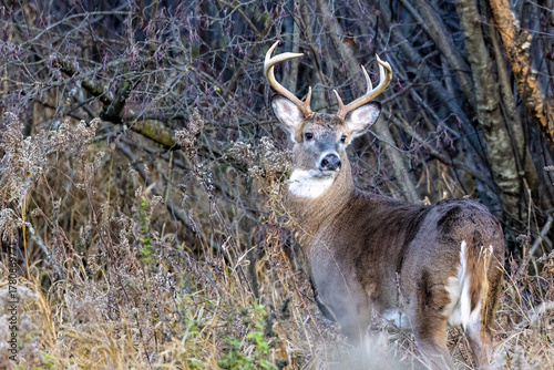 Whitetail buck deer (odocoileus virginianus) standing in thick brush looking back during fall rut in Wisconsin