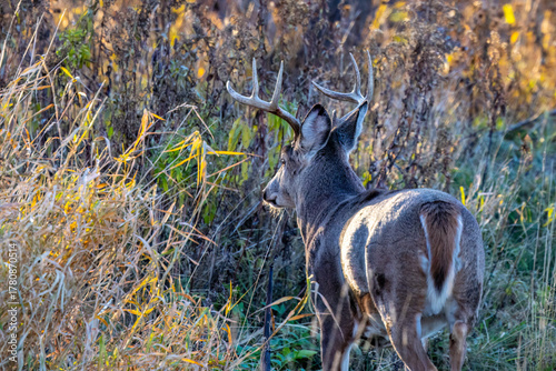Whitetail buck deer (odocoileus virginianus) standing in tall weeds looking away during fall rut in Wisconsin