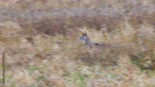Whitetail buck deer (odocoileus virginianus) running in tall weeds during fall rut in Wisconsin