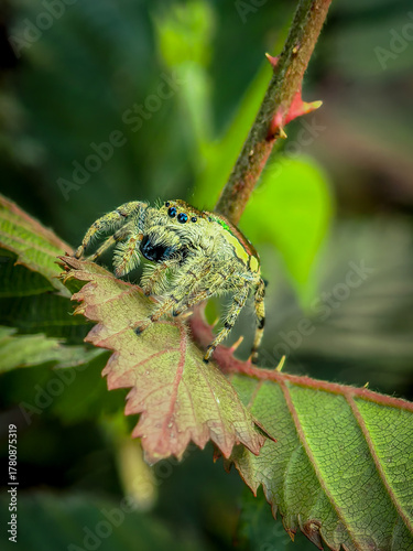 Emerald jumping spider (Paraphidippus aurantius)