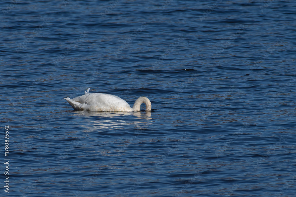 Obraz premium A tranquil horizontal photograph captures a white swan actively foraging in deep blue, rippled water. Its head and gracefully curved neck are submerged, 