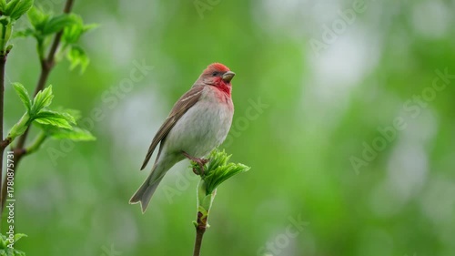 Common rosefinch (Carpodacus erythrinus) song, scarlet bird singing