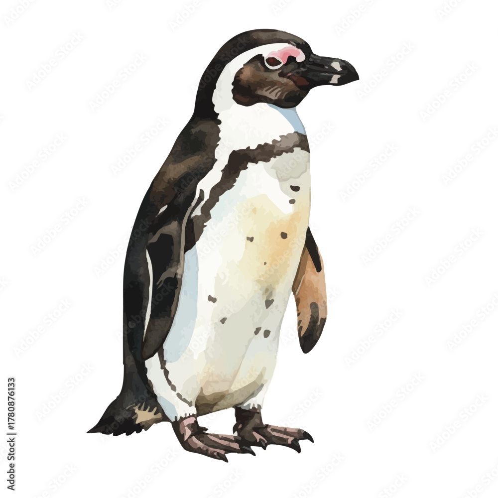 Obraz premium Vector watercolor Humboldt Penguin / 水彩テイストのフンボルトペンギンイラスト