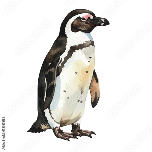 Vector watercolor Humboldt Penguin / 水彩テイストのフンボルトペンギンイラスト