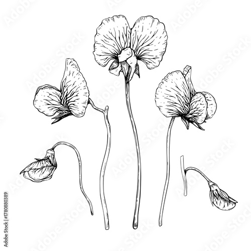 A set of sweet pea flowers and buds. Black and white hand drawn botanical style vector illustration. Painted by black inks. Sketch with fine lines isolated on white. Perfect for cards clip art.