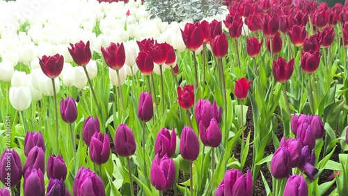 blooming purple white red tulip flower decorating in garden