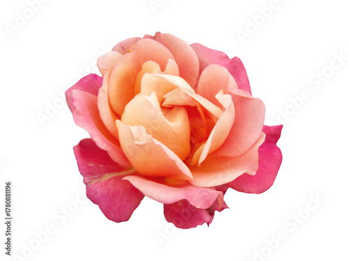 Peach pink rose in full bloom with soft layered petals isolated on transparent background, png