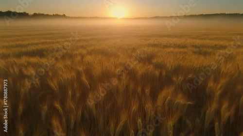 Cinematic Drone Aerial View of Golden Wheat Fields at Sunrise – Peaceful Rural Landscape in Warm Morning Light